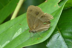 Mycalesis madjicosa