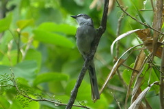 Pericrocotus tegimae