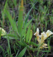 Babiana patula