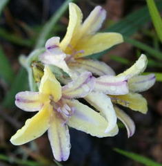 Babiana patula
