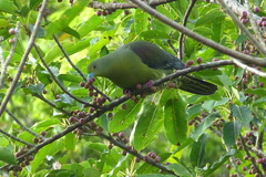 Treron formosae medioximus