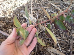 Aristotelia chilensis