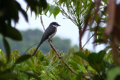 Pericrocotus tegimae