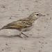 Makgadikgadi Fawn-coloured Lark - Photo (c) Wynand Uys, some rights reserved (CC BY)