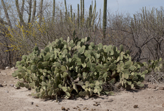 Opuntia wilcoxii