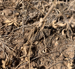 Trifolium macrocephalum