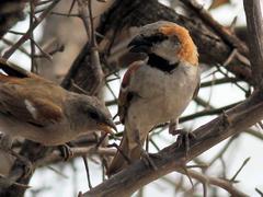 Passer motitensis motitensis