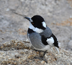 Lanioturdus torquatus