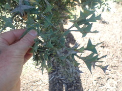 Colletia