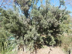 Colletia