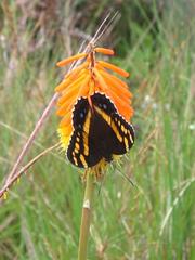Aeropetes tulbaghia