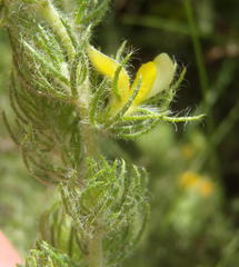 Aspalathus asparagoides asparagoides