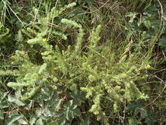 Aspalathus asparagoides asparagoides