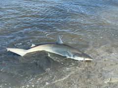 Carcharhinus isodon