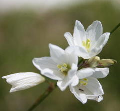 Ixia flexuosa