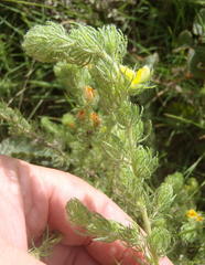 Aspalathus asparagoides asparagoides