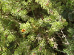 Aspalathus asparagoides asparagoides