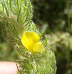 Aspalathus asparagoides asparagoides