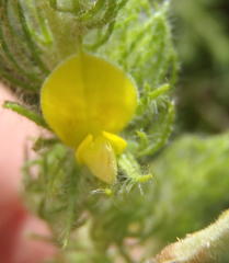 Aspalathus asparagoides asparagoides