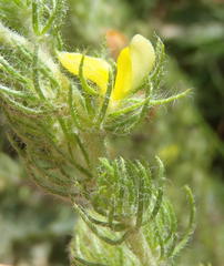 Aspalathus asparagoides asparagoides