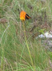Kniphofia coralligemma