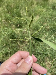 Urochloa mutica