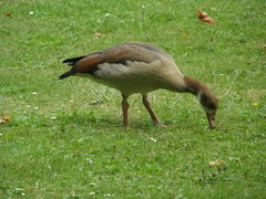 Alopochen aegyptiaca