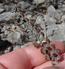 Astrolepis integerrima