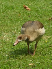 Alopochen aegyptiaca