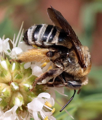 Melissodes comptoides