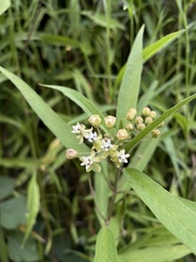 Asclepias nivea