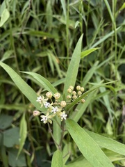 Asclepias nivea