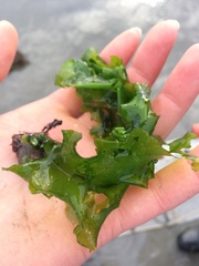 Ulvaceae