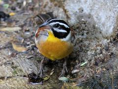 Emberiza flaviventris kalaharica