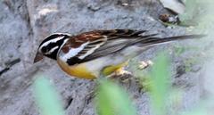 Emberiza flaviventris kalaharica