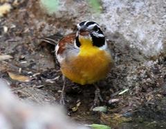 Emberiza flaviventris kalaharica