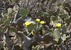 Opuntia wilcoxii