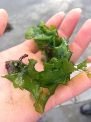 Ulvaceae