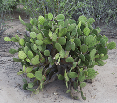 Opuntia wilcoxii