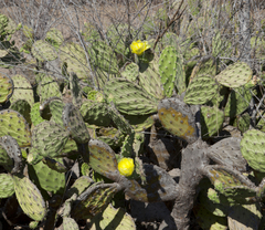 Opuntia wilcoxii