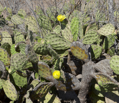 Opuntia wilcoxii