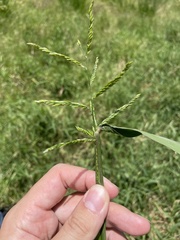 Urochloa mutica