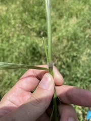 Urochloa mutica