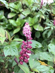 Phytolacca
