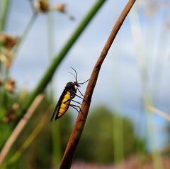 Sciara hemerobioides