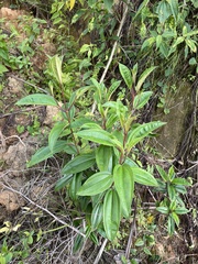 Miconia tetrandra