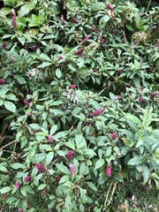 Phytolacca