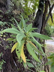 Rhytidophyllum auriculatum