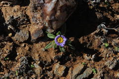 Felicia minima
