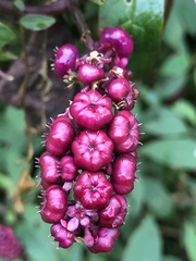 Phytolacca